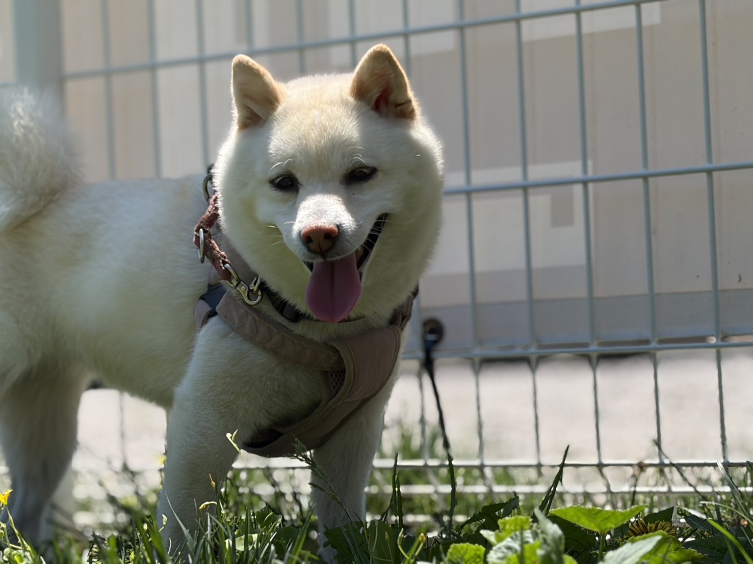 看板犬こむぎ（写真1）