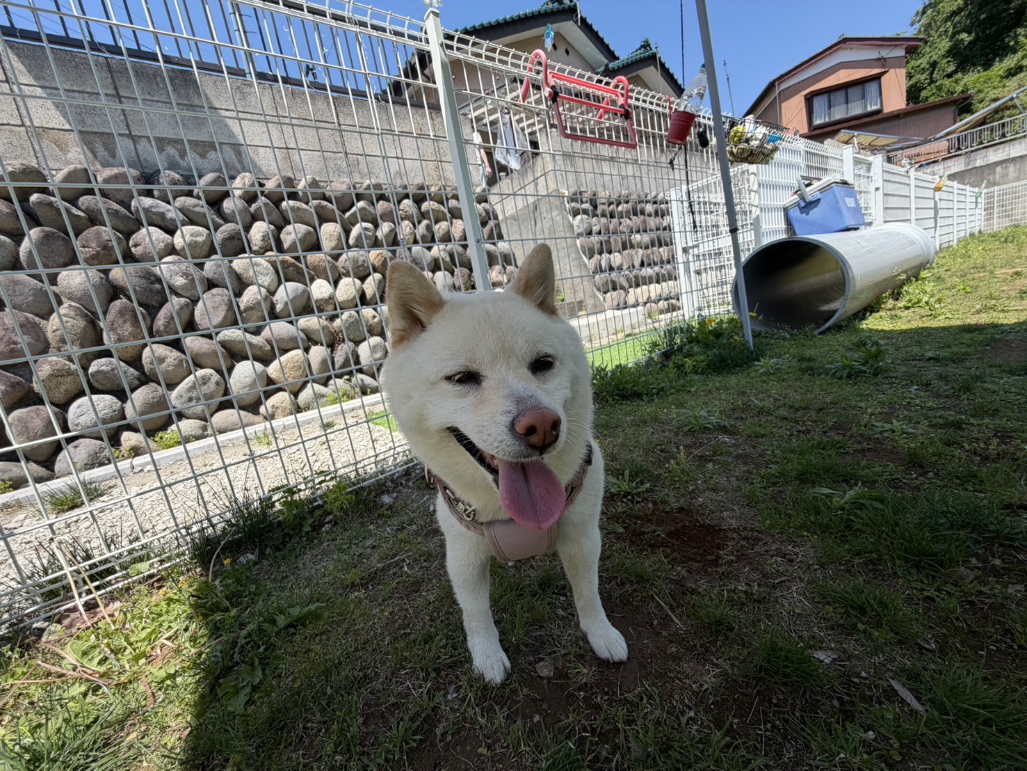 看板犬こむぎ（写真2）
