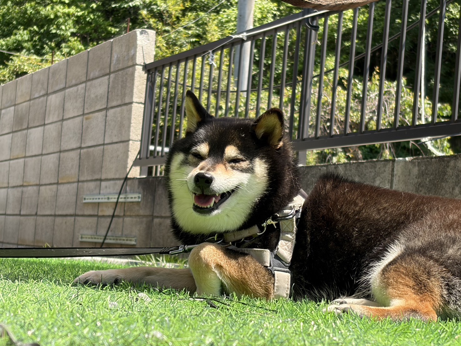 看板犬まめ（写真1）