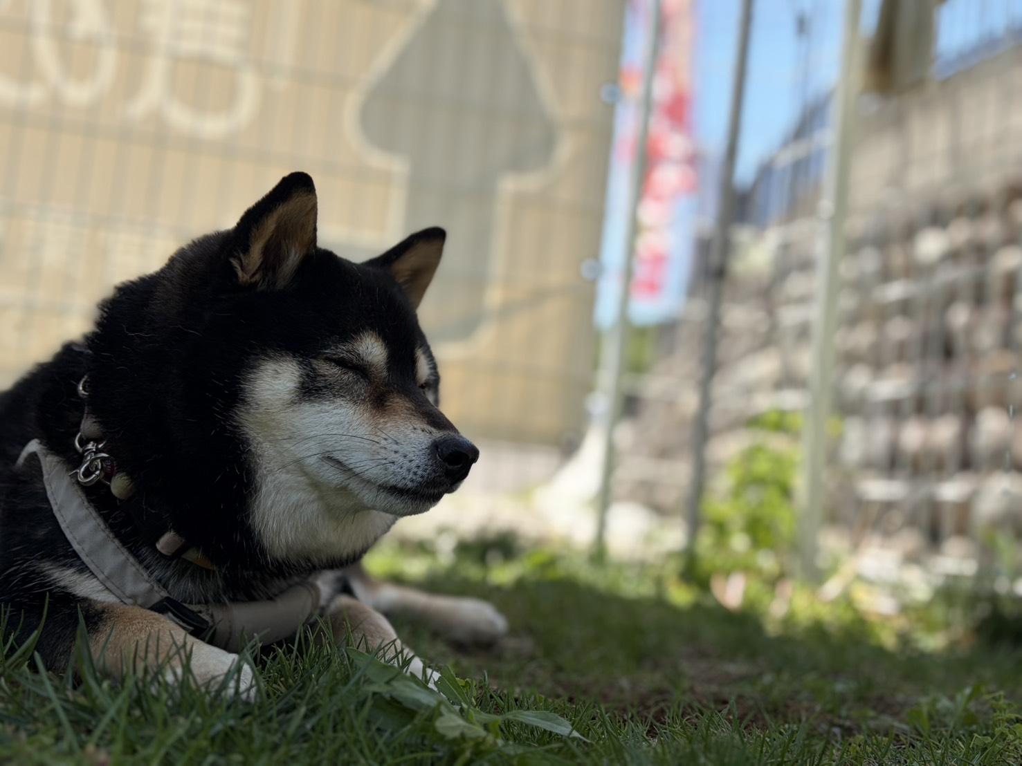 看板犬まめ（写真2）