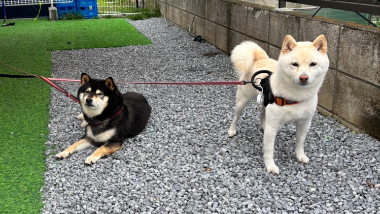 看板犬まめとこむぎ